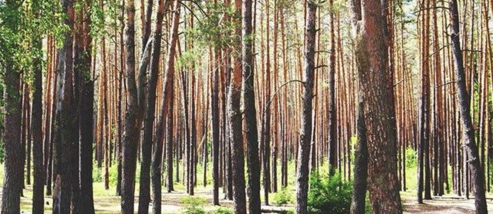 Участок 10 соток в Биківні, Київ