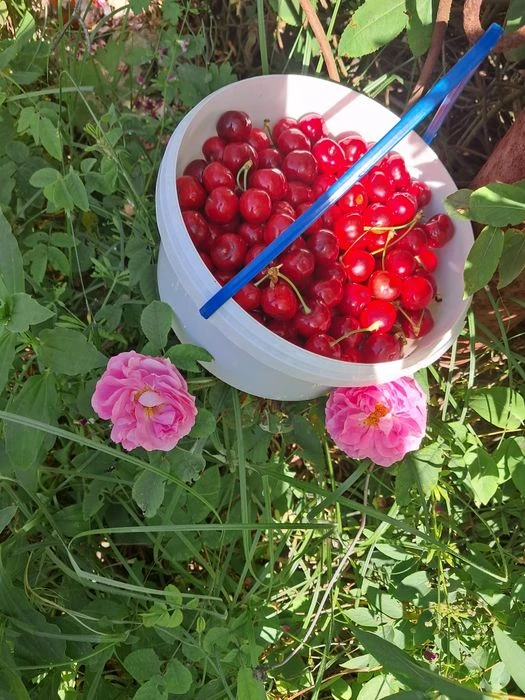 Приват дача в м.Дніпро