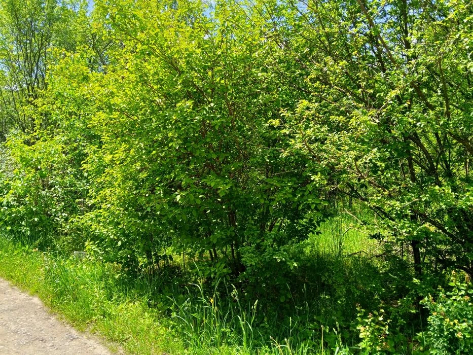 Продам дачу в Дем'яновому Лазі