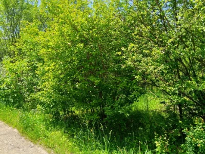 Продам дачу в Дем'яновому Лазі