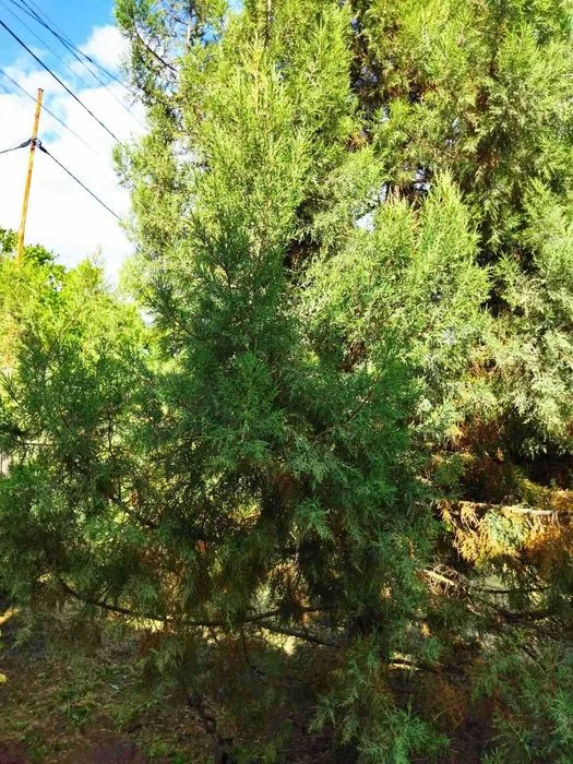 Продам земельный участок на Большом лугу