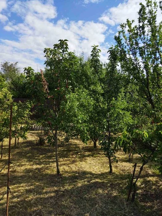 Продам земельный участок на Большом лугу