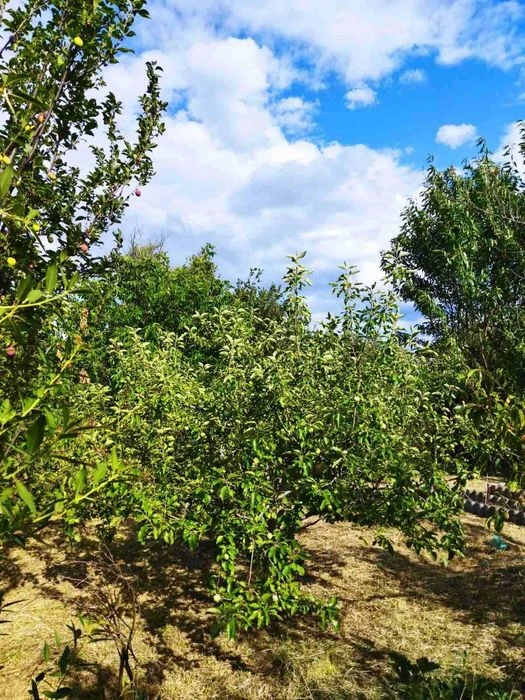 Продам земельный участок на Большом лугу