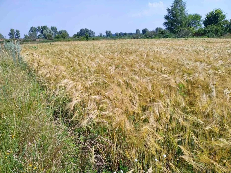 Продаж ділянки участок 15 соток Новоселівка 15км до Полтави