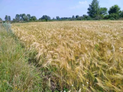 Продаж ділянки участок 15 соток Новоселівка 15км до Полтави