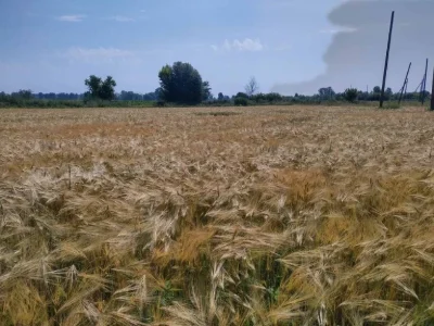Продаж ділянки участок 15 соток Новоселівка 15км до Полтави