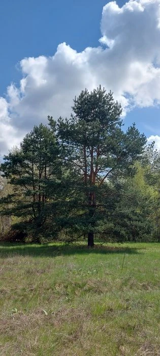 Продам власну садову ділянку