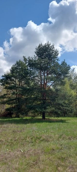 Продам власну садову ділянку