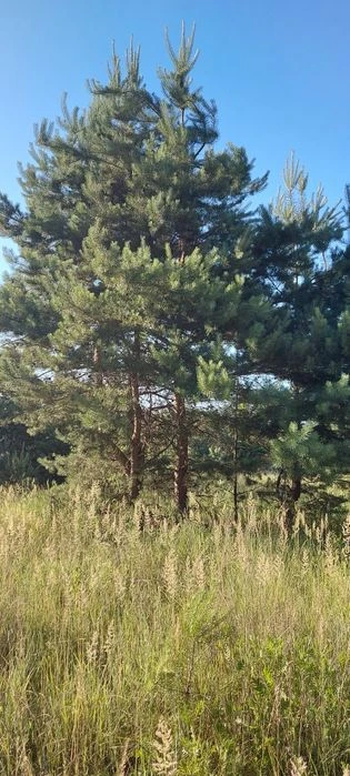 Продам власну садову ділянку