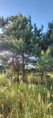 Продам власну садову ділянку