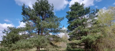 Продам власну садову ділянку