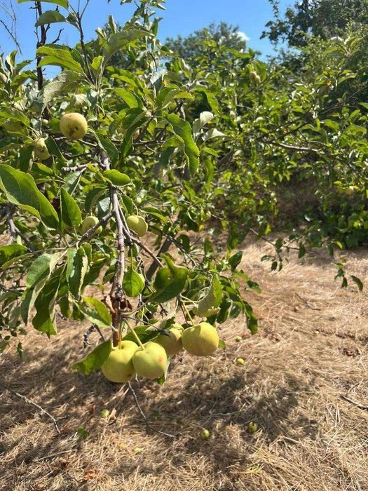 Продам затишну дачу в СТ Вимпел