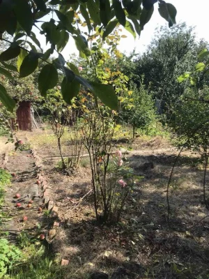 Продам дачну земельну ділянку