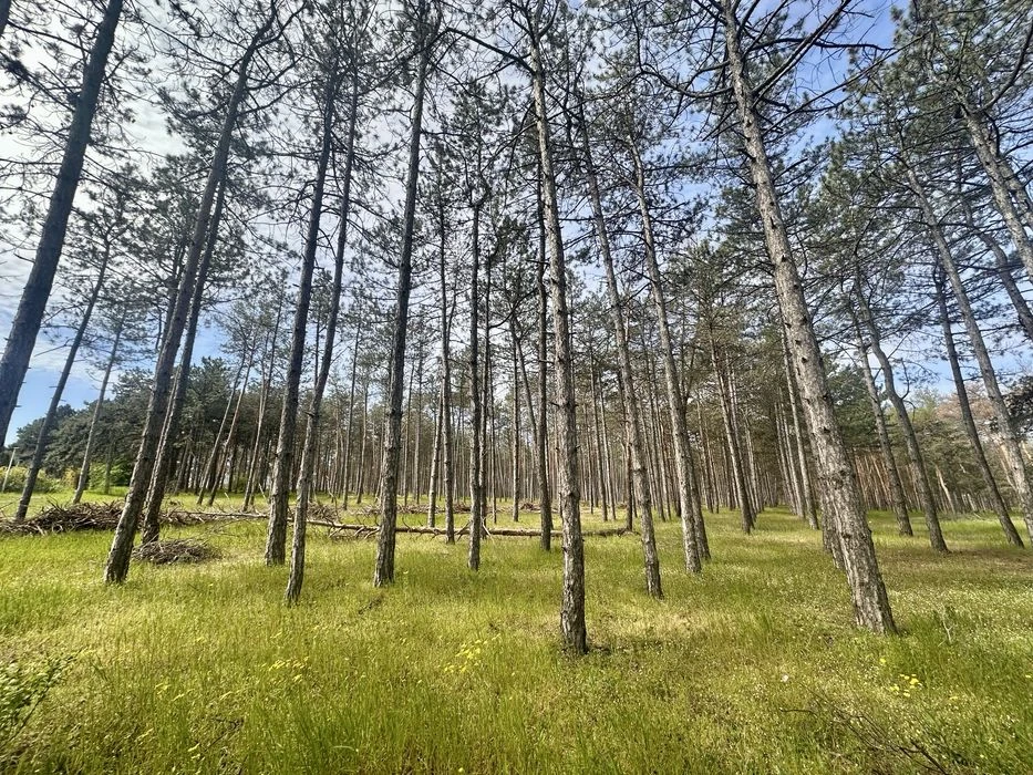 Продажа. Участок. Воскресенск. Река. Лес.
