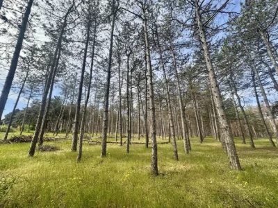 Продажа. Участок. Воскресенск. Река. Лес.