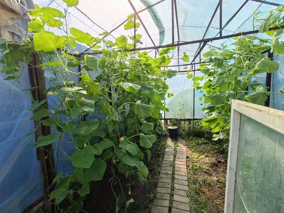 Власник ! Продам дачу садовий кооператив Баранівка-1