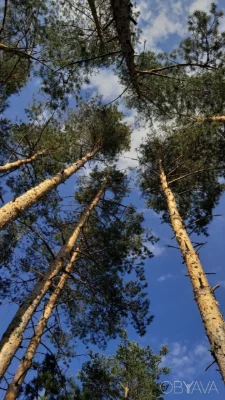 Продаж унікального рекреаційного комплексу в Пуща-Водиці/Киї