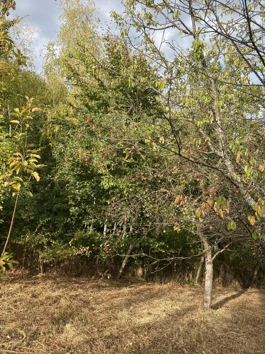 Ужгород ,вулиця Березова,казкова ділянка,з виходум у ліс.