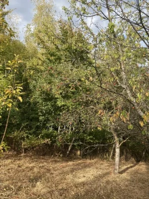 Ужгород ,вулиця Березова,казкова ділянка,з виходум у ліс.