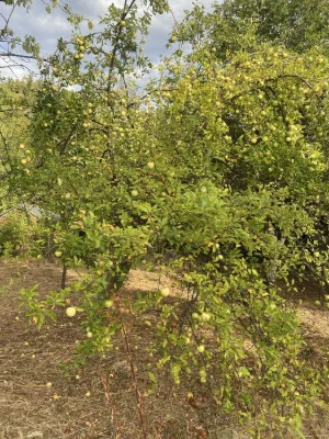 Ужгород ,вулиця Березова,казкова ділянка,з виходум у ліс.