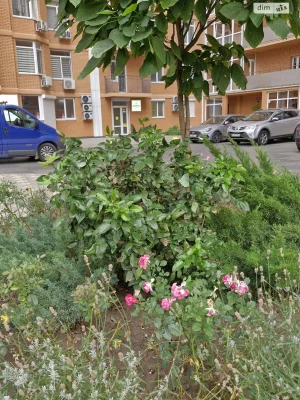 Продаж Квартира Чубаївка