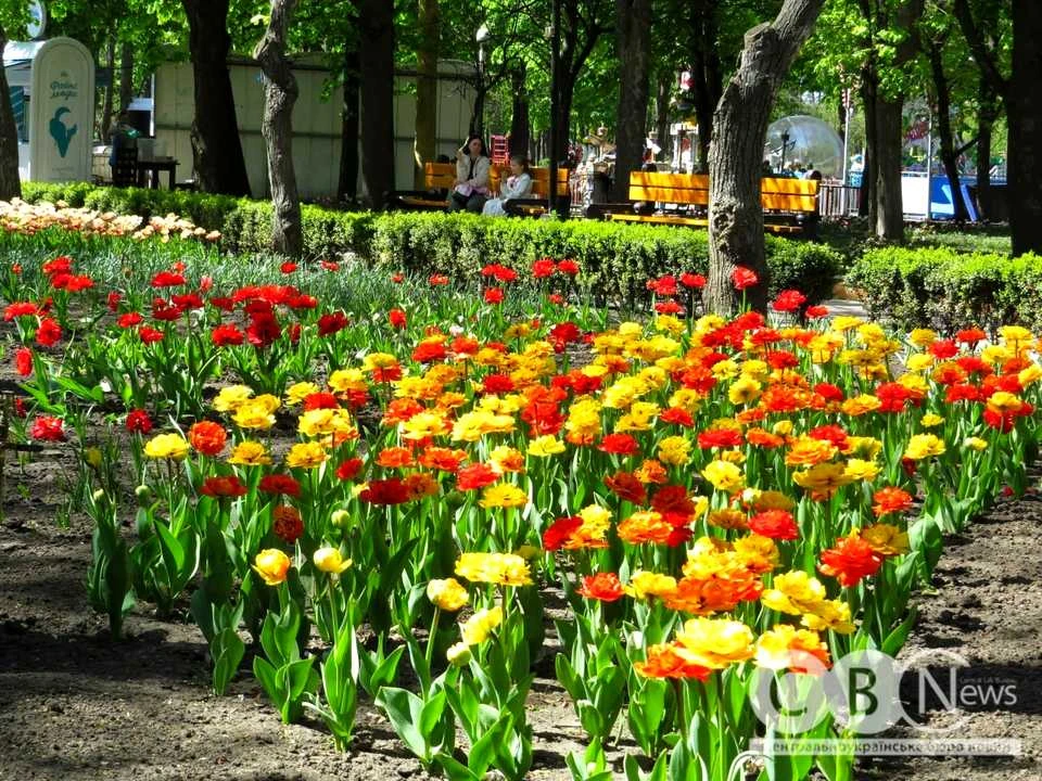 Квартира. Кропивницький, Яновського вул.