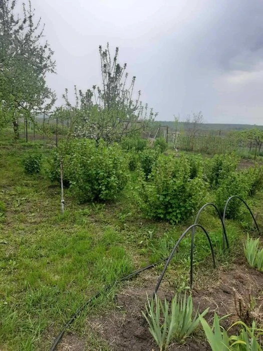 Дача/будинок/земля - 10 соток + 2 дод. діл. горіхова, і звич