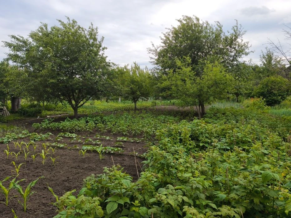 Продам дачу, "Фрунзенські сади і городи"
