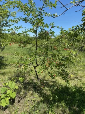 Продам дачну ділянку