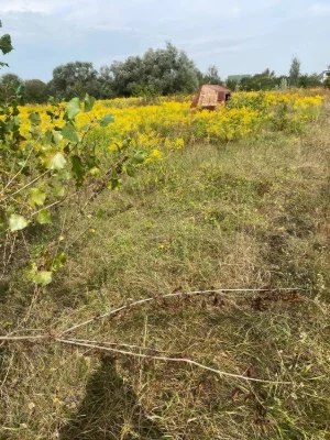 Земельна ділянка для садівництва