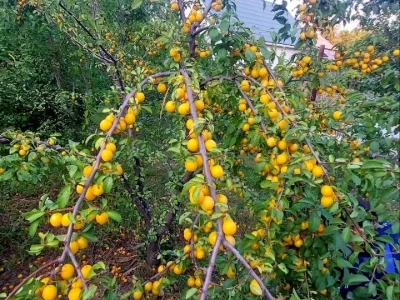 Будинок. Дніпро, Канадська вул. (Добролюбова)