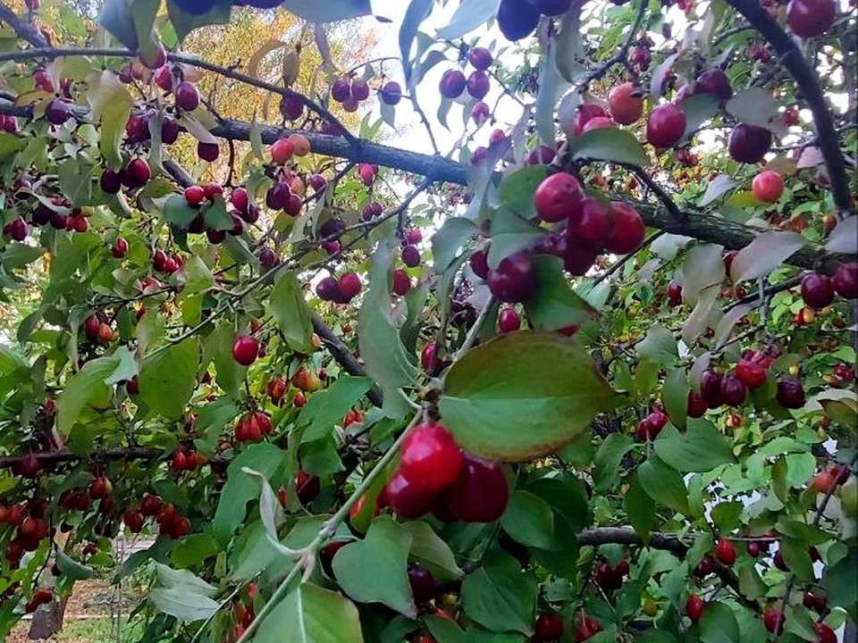 Будинок. Дніпро, Канадська вул. (Добролюбова)