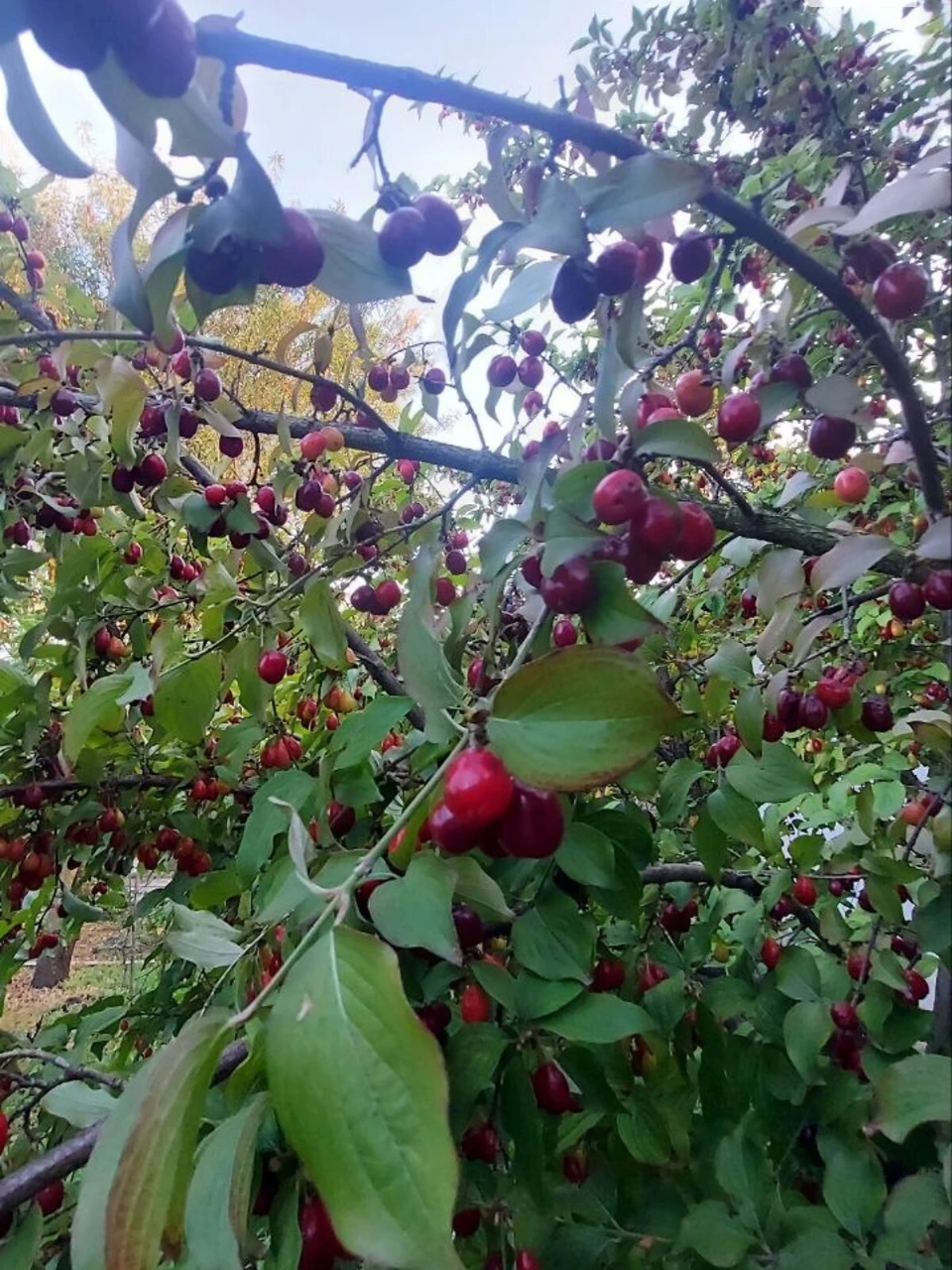 Продаж Дім Металургів