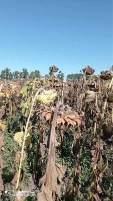 Продам сад фундука з земельною ділянкою