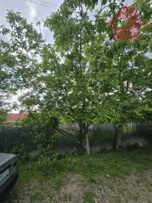 ЗЕМЕЛЬНА ДІЛЯНКА ПІД БУДІВНИЦТВО В УЖГОРОДІ, РАЙОН ЧЕРВЕНИЦЯ