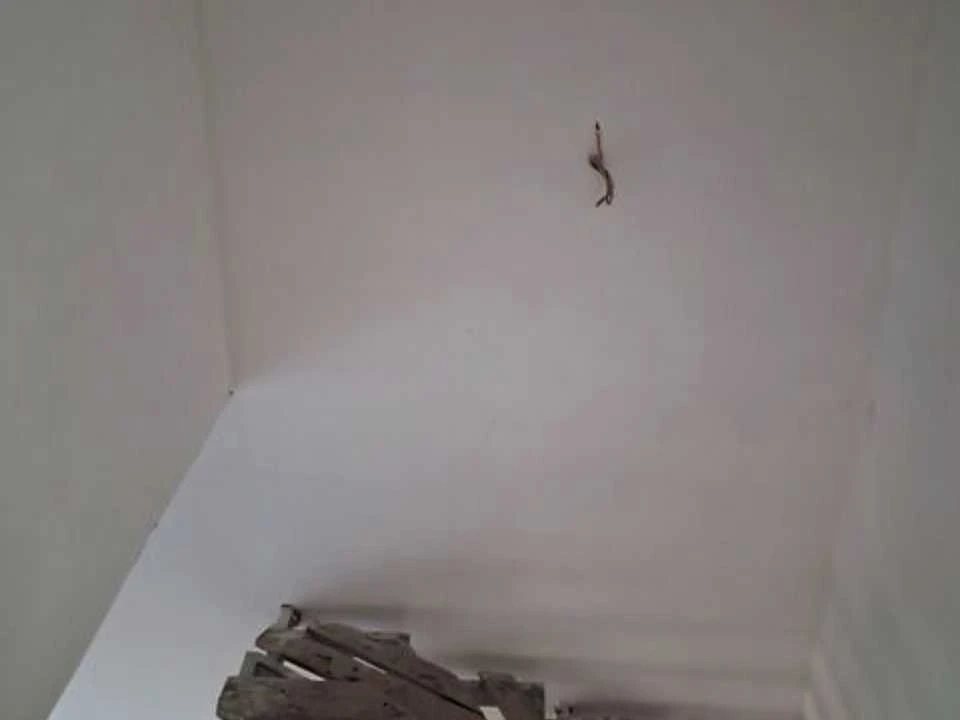 Будинок. Вінниця, Калинова