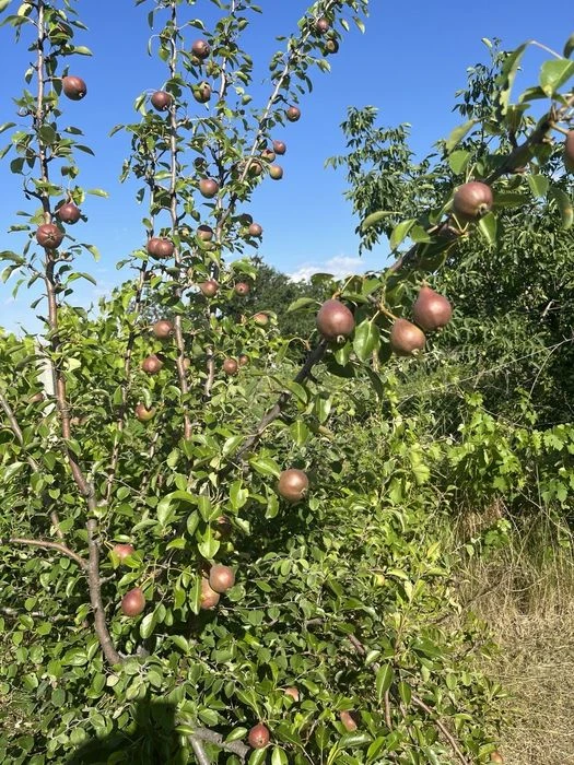 Землю в Краснополье