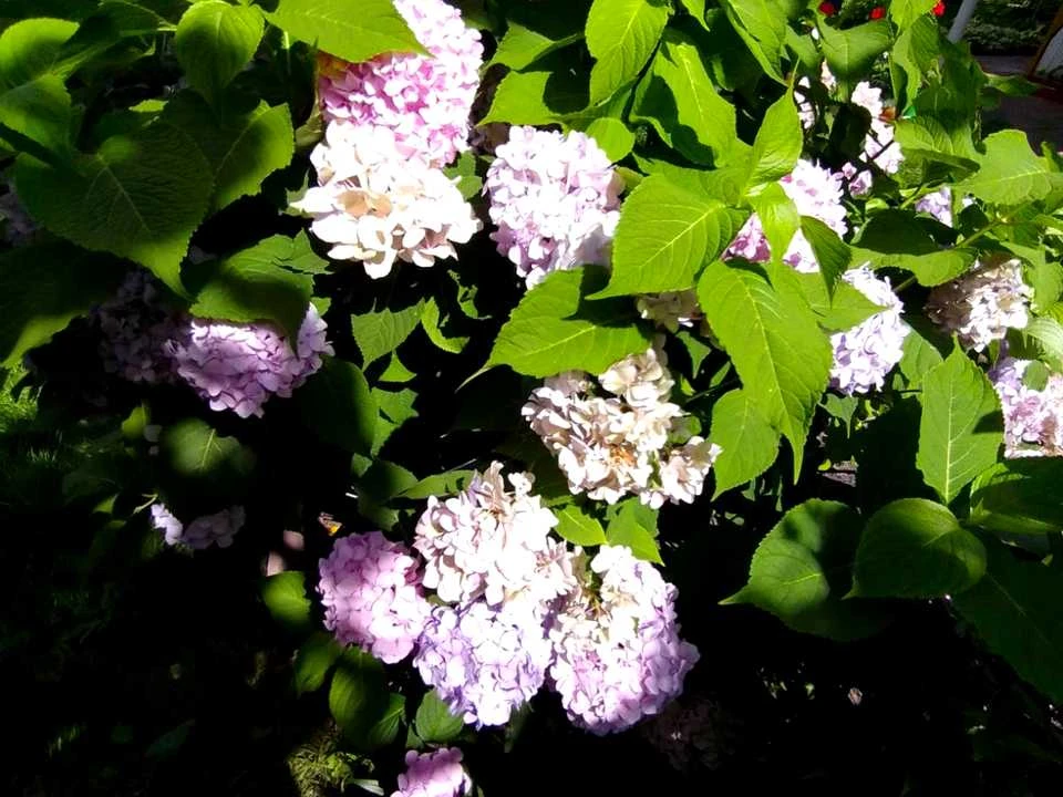 Будинок. Київ, Шляховиків вул.