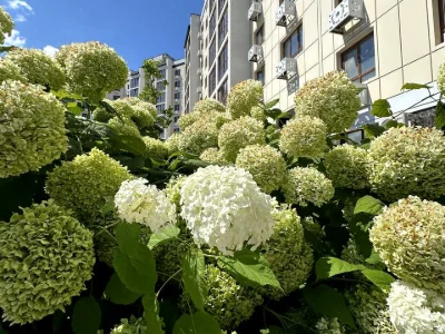 Квартира. Черкаси, Сумгаїтська вул., (Будинок)