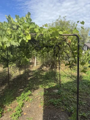 Продаж дачної ділянки в садовому товаристві  " За мир"