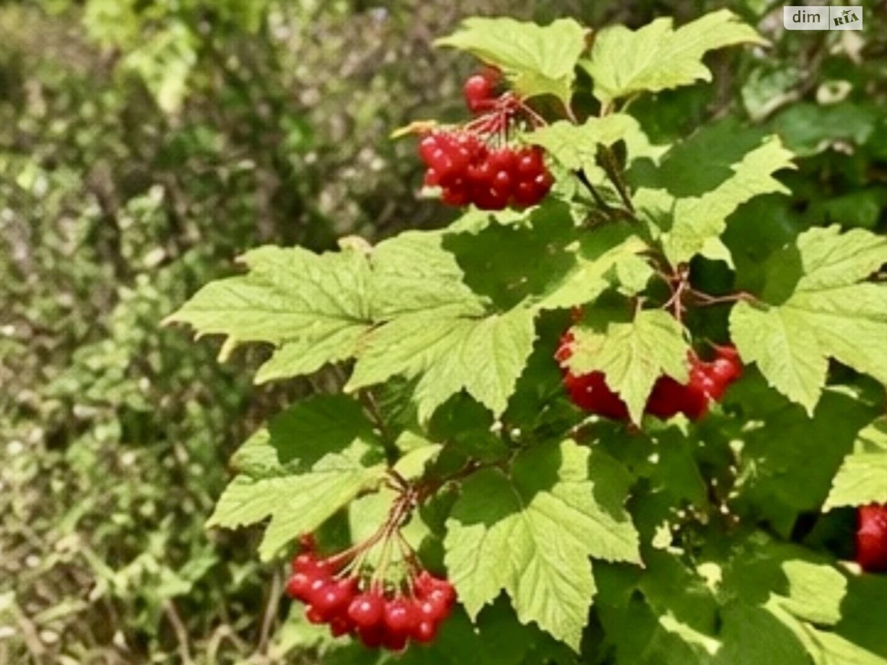 Продаж Ділянка під житлову забудову
