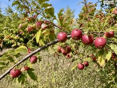 Продаж Ділянка під житлову забудову
