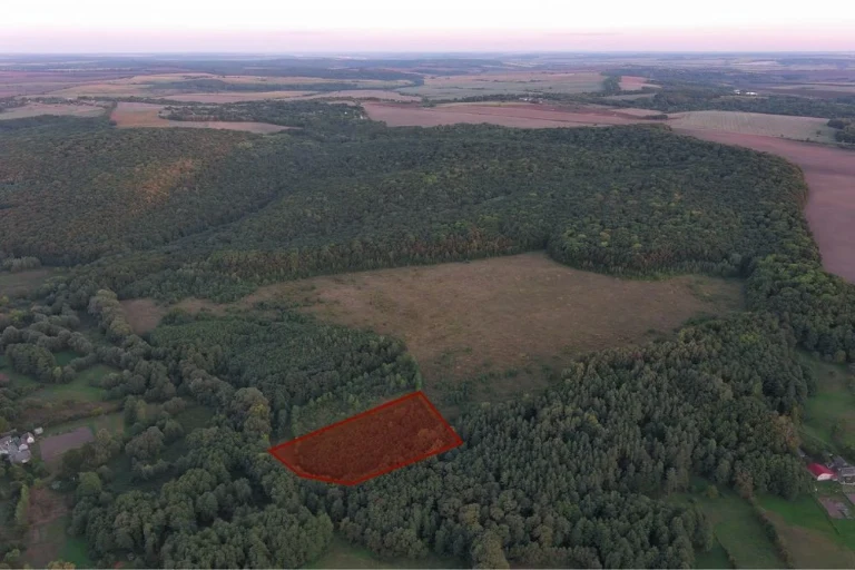 Продам 100 соток (1 га) у лісі, під глемпінг / пасіку / інве
