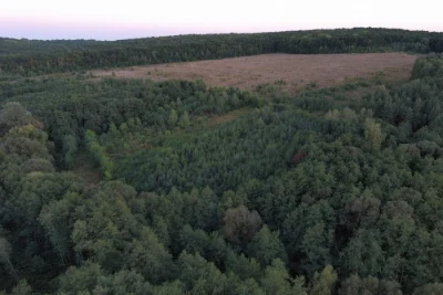 Продам 100 соток (1 га) у лісі, під глемпінг / пасіку / інве