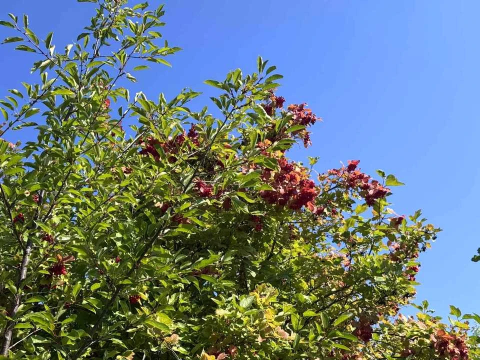 Ділянка. Хмельницький, Івана Підкови пров.