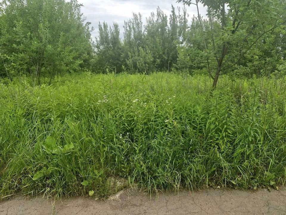 Ділянка. Житомир, Хінчанка