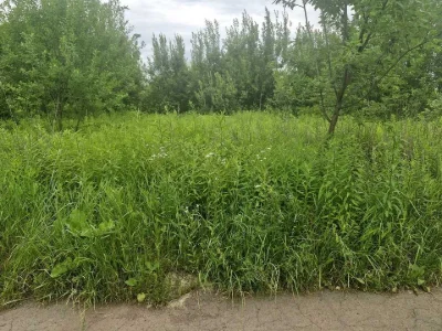 Ділянка. Житомир, Хінчанка