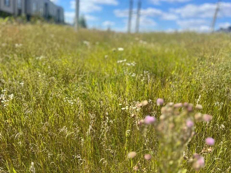 Ділянка. Тернопіль