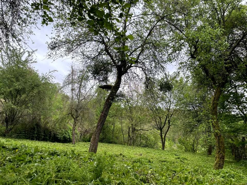 Ділянка. Львів, 3-й Топольний пров.