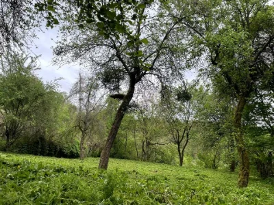Ділянка. Львів, 3-й Топольний пров.